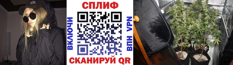Канабис семена  Курчалой 